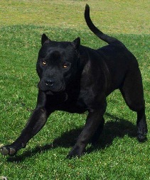 Blackboy