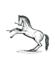 Colt
