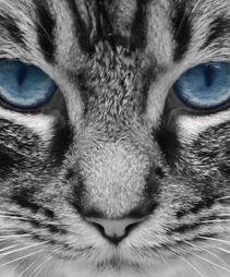 kencat