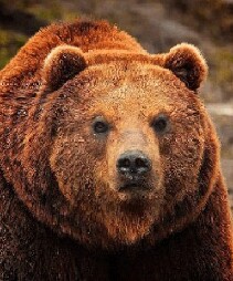 bearnakedness