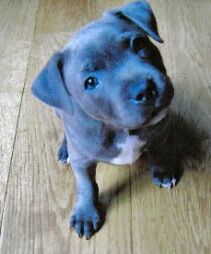 BlueDoggy