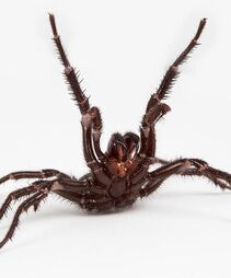 SpiderRunner