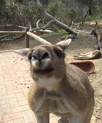 Kangaroojack