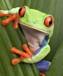 frogsaregreen