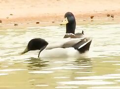 Head home after the picnic