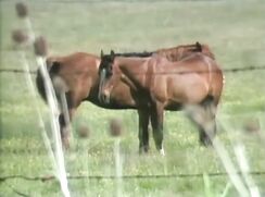 Out Of Bounds - Vintage Gay Porn Videos