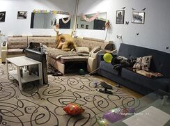 sucking the big beast, SPY CAM