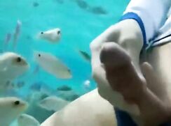 bisexual fish waiting for sperm porn underwater