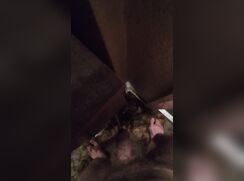 Piss on the Bookcase