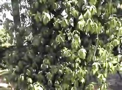 Young boys make a hot summer day even hotter boys porn