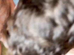 Aiden Ward Tagged By Esteban & Boy 9