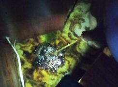 Late Night Piss on the Carpet