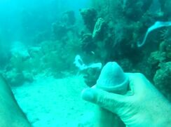 Scuba Diver Cums In The Ocean boys porn