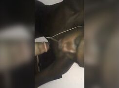 gay amateur bbc blowjob cam