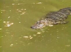 SCORE 10 CLASSIC ALLIGATOR CLASSIC PORN