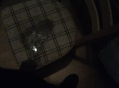 Piss on Dining Room Chair
