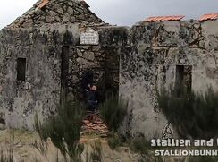 ♥ Stallion vs Bunny ♥