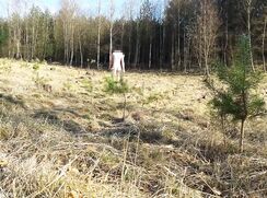 Outdoor naked walking, pissing and cumshot - PT2 - BD4