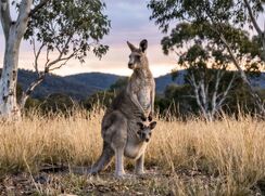 We are Young and Free - Aussie