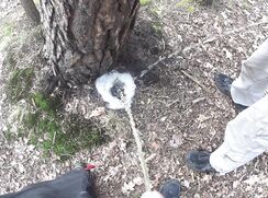 two friends pissing together a big foamy puddle behind a tree