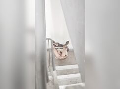 一个露阴癖男孩在楼梯里自慰
